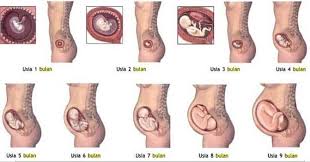 Tips yang bisa anda lakukan pada perkembangan bayi 5 bulan adalah mendorong dan merangsang pertumbuhan dan kemampuan bayi. Perkembangan Bayi Usia 5 Bulan Berita Ibu Hamil Terbaru