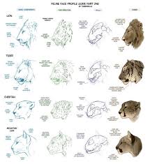 Cat Drawing Tutorials And Studies Panosundaki Pin