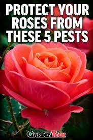 Protecting Roses From Aphids And Other Common Pests Garden Pests Garden Pest Control Aphids