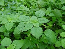 Image result for Acalypha lanceolata