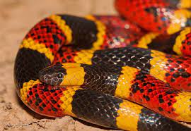 Texas Coral Snake Micrurus Tener Coral Snake Snake Reptile Snakes