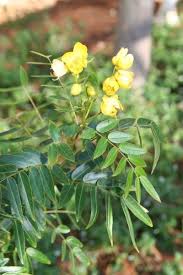 Image result for Senna floribunda
