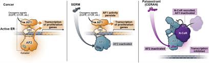 Image result for Selective Estrogen Receptor Modulator