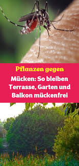 Pflanzen Gegen Mucken So Bleiben Terrasse Garten Und Balkon Muckenfrei Pflanzen Gegen Mucken Pflanzen Garten Pflanzen