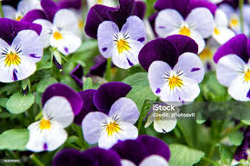 Image result for Violaceae