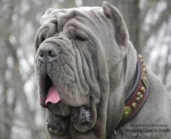 People interested in napoleon mastiff dog also searched for. Neapolitan Mastiff Hd Wallpapers 7wallpapers Net