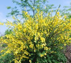 Pianta grassa con fiori gialli a grappolo / esposizione a. Pianta Di Ginestra Scuolissima Com