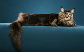 The cheapest offer starts at £10. Hd Wallpaper Brown Cat Maine Coon Fluffy Thick Beautiful Domestic Cat Wallpaper Flare