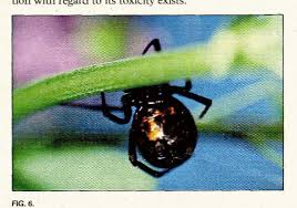 I teach them that there is no difference in skin colour. Figure 6 From Black And Brown Widow Spider Bites In South Africa A Series Of 45 Cases Semantic Scholar