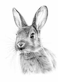 Rabbit Drawing What Should I Draw Black And White Pencil Sketch White Background Animal Drawings Rabbit Art Bunny Art