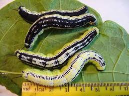 Black And Yellow Millipede India Pin By Mary Perkins On Green Thumb Catawba Worms Good Catfish Bait A Bug S Life