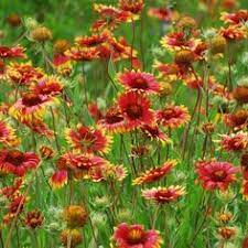 Pin On Backyard And Outdoors