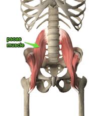 Using the illustration, most of the organs in the abdominal area can be seen. Is Your Lower Back Causing Your Knee Pain