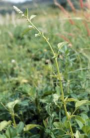 Image result for Celosia trigyna