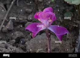 Image result for Disperis dicerochila