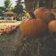 North County Fall Festival event image