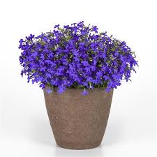 Image result for Lobelia thermalis