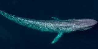 Gajah laut terbesar di dunia. Inilah Hewan Terbesar Di Dunia Beratnya Capai 181 Ton Halaman All Kompas Com
