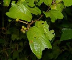 Image result for Grewia mildbraedii