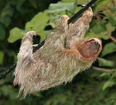 Stream cartoons animal stories episode 9 episode title: Sloths Are Not That Lazy