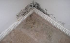 Check spelling or type a new query. How To Dry A Wet Carpet Paul Davis Restoration Remodeling Of North Atlanta