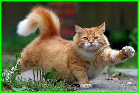 Maybe you would like to learn more about one of these? Nama Kucing Korea Dan Jepang Yang Bagus Lucu Dan Keren Beserta Artinya Ekor9 Com Ekor9 Com