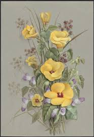 Image result for Hibiscus panduriformis