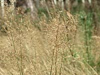 Image result for Agrostis quinqueseta