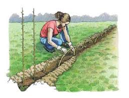 Living Fences How To Advantages And Tips Mother Earth News Naturzaun Garten Ideen Garten Deko