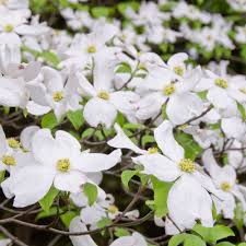 Image result for Cornus