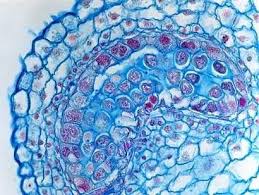 Animal cells under a light microscope. Www Pinterest Com Plant Cells Ravenectar Microscope Upclose Beautiful Patterns Intricate Micro Post Microscope Art Microscopic Photography Pattern Art