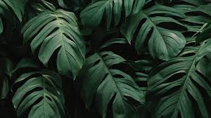 Nov 20, 2019 #9 if your trying for diamond spreading i have about 30 spares. Jungle Leaves Wallpapers Top Free Jungle Leaves Backgrounds Wallpaperaccess