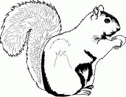 Unicorn coloring pages cat coloring page animal coloring pages coloring book pages coloring sheets coloring pages for kids cartoon free printable coloring pages with a wide variety of themes to print and color in. Free Printable Squirrel Coloring Pages For Kids Squirrel Coloring Page Animal Coloring Pages Coloring Pages For Kids