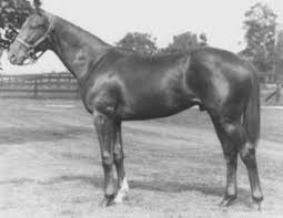 Al Mamoon 1981 C Believe It Lady Wimborne By Secretariat 4x5 To War Admiral 5x5 To War Relic Discovery Show Horses Thoroughbred Horse Racing Sport Horse
