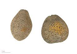 Image result for Schinziophyton rautanenii