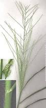 Image result for Leptochloa panicea