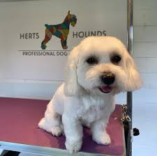 Herts Hounds Professional Dog Groomer
