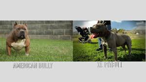 She is the perfect xxl pitbull full of muscle and love. What Exactly Is An Xl Pitbull It S Not An American Bully Youtube