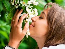 Estás son las 4 flores que mejor perfuman el ambiente según los expertos