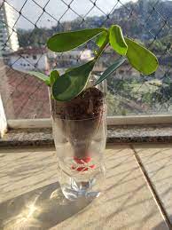 讓植物保持活力的最佳小秘方 植物自動澆水器 homify pflanzen pflanzgefasse bewassern