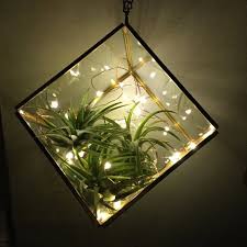 Lightning Bug Lights Air Plant Terrarium Glass Terrarium Etsy Air Plant Terrarium Air Plants Diy Terrarium Diy