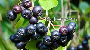 Aronya Meyvesi Nedir Aronia Berry Faydalari Neler 2020 Berry Meyve