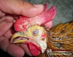 Cara Mengobati Sakit Mata Pada Ayam Bangkok Ayam Obat Alami Bangkok
