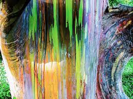 I love white bark trees. Rainbow Eucalyptus An Unusual Tree With A Multicoloured Trunk Owlcation Education
