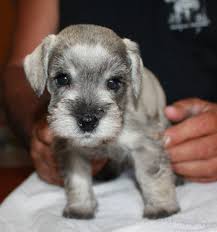 Black And White Mini Schnauzer Puppies Dog Puppies Home Schnauzer Puppy Miniature Schnauzer Puppies Miniature Schnauzer