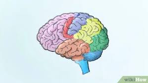 The right and left of it 4. How To Draw A Brain 14 Steps With Pictures Wikihow