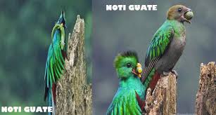 Es un ave de mediano tamaño de. Fotografias Muestran Como Se Alimenta El Quetzal Ave Nacional De Guatemala Noti Guate