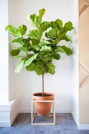 Planter Banter 9 Reasons Why Living With Plants Is Kind Of The Best Paper And Stitch Piante Da Appartamento Porta Pianta Piante