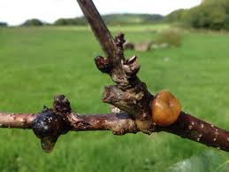 Maybe you would like to learn more about one of these? Does Your Tree Look Like It S Bleeding Sap It Might Be Bacterial Or Fungal Canker Philadelphia Orchard Project