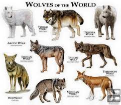 Wolves Of The World One Thing Though Ethiopian Wolves Are Canids But Not Actual Members Of The Wolf Species All True Wolv Wolf Dog Wild Dogs Animals Wild